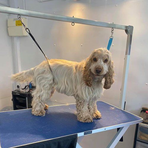 dog grooming