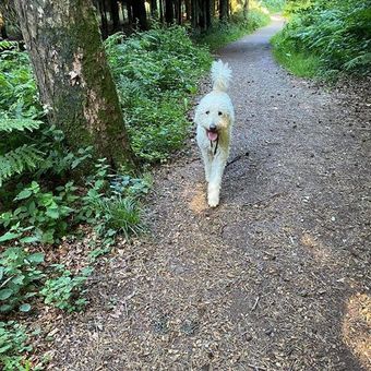 dog walking
