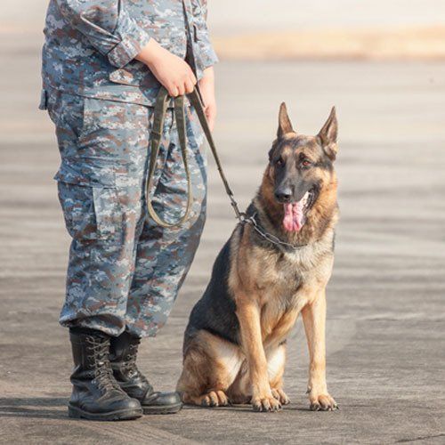 dog training