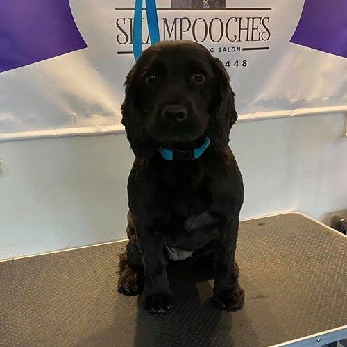 black puppy