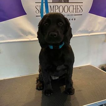 black puppy
