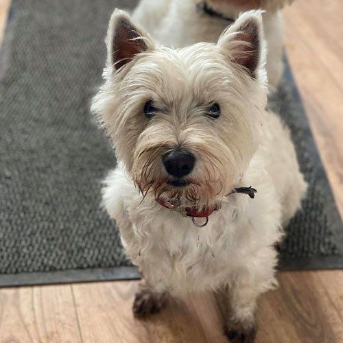 beautiful dog