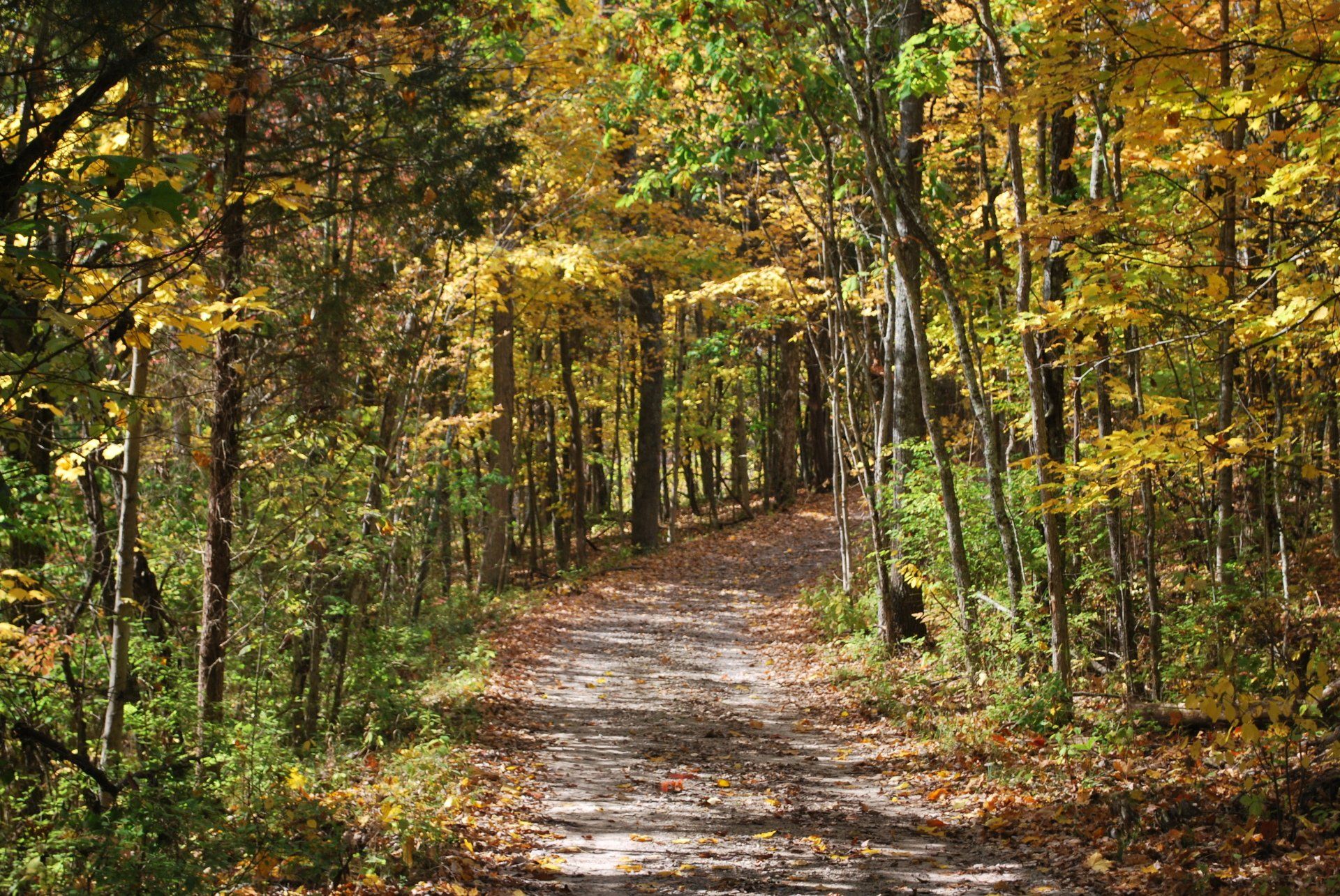 trail in woods