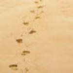 Small dark footprints on a sandy beige surface in a vertical trail