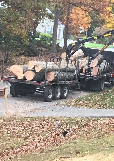 Logs at the Back of the Trailer of the Truck — Richmond, VA — Tree Care Inc. Logs at the Back of the Trailer of the Truck — Richmond, VA — Tree Care Inc.