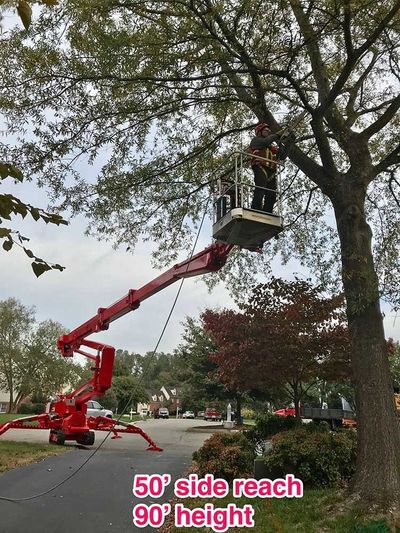 A Man Removing the Branch of a Tree — Richmond, VA — Tree Care Inc. A Man Removing the Branch of a Tree — Richmond, VA — Tree Care Inc.