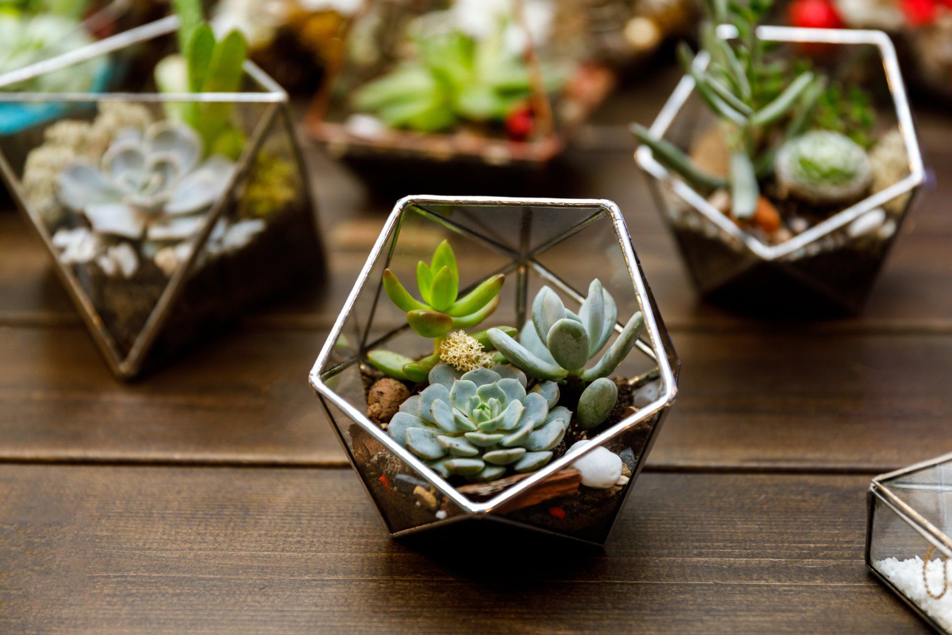 Plants