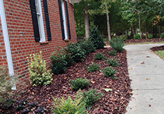 Mulch Installation