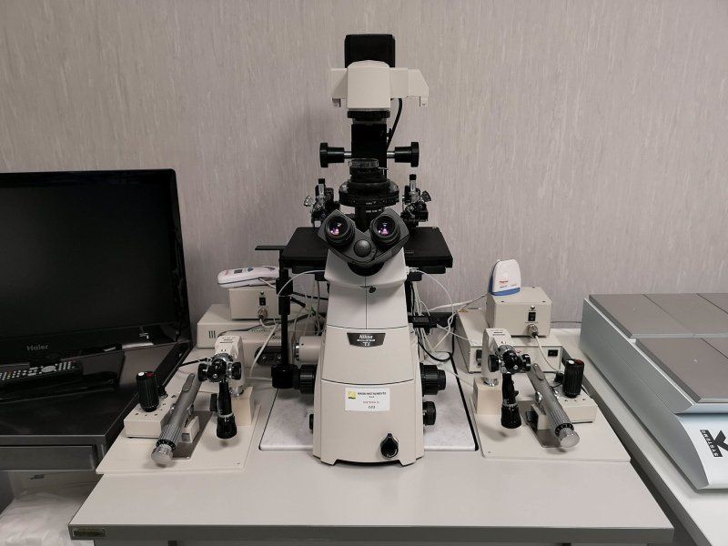Microscopio