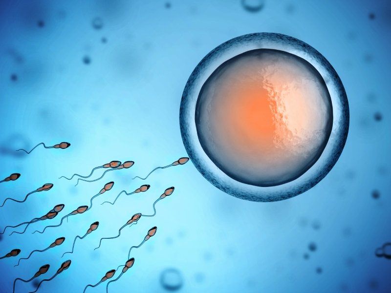 Spermatozoi e uovo