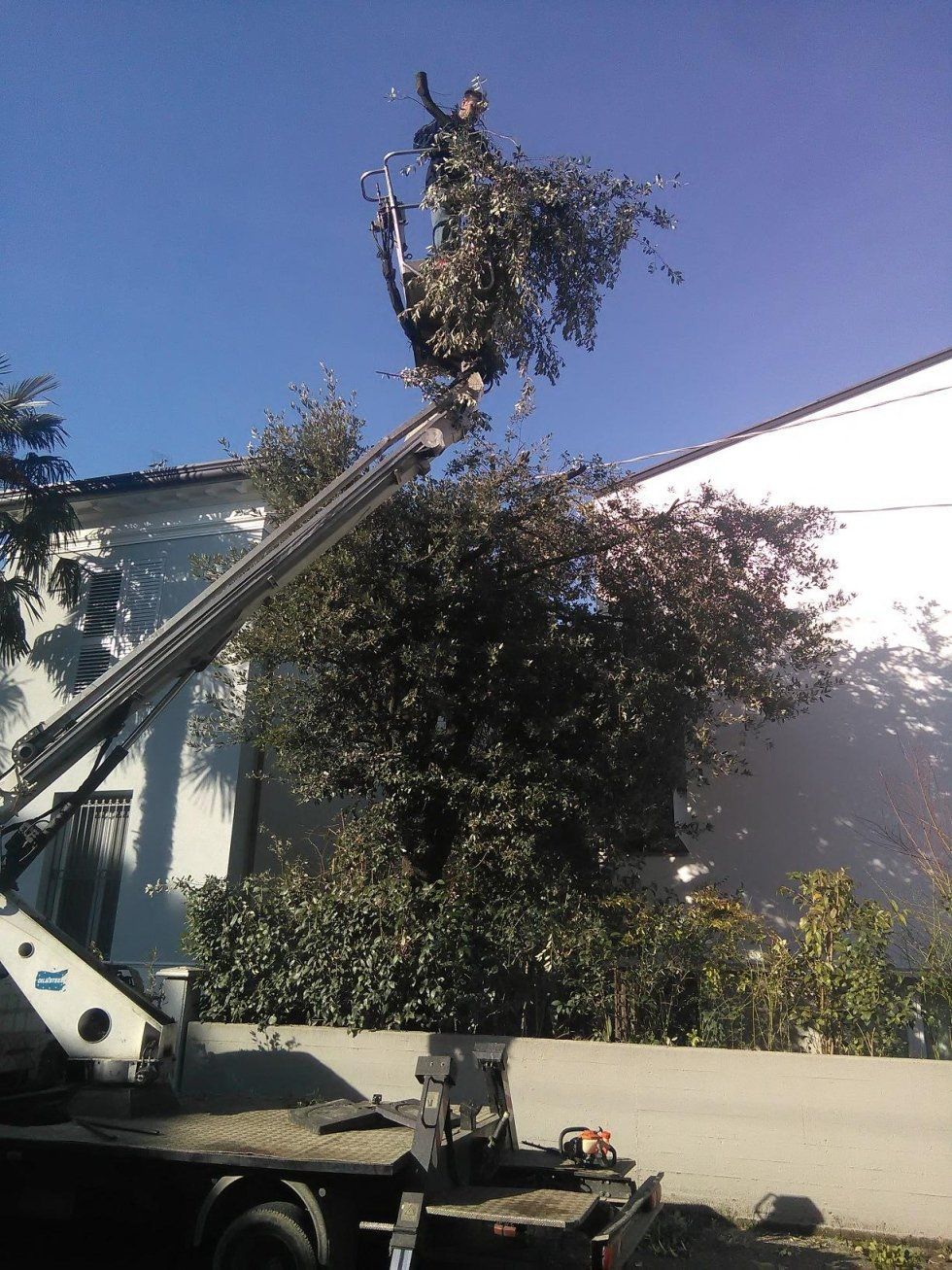 potatura albero