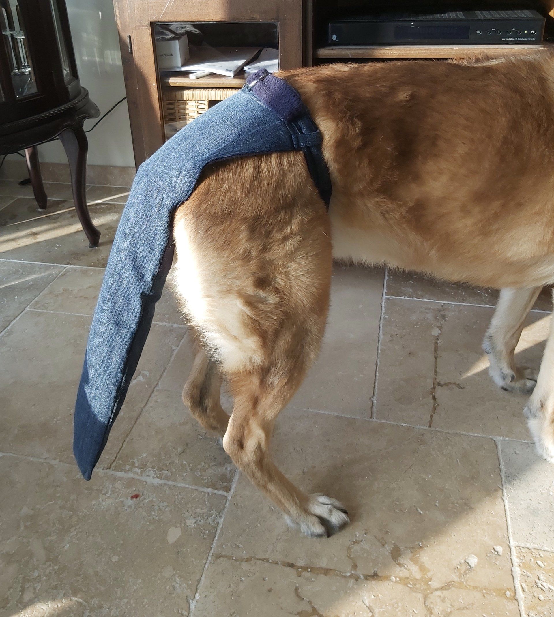 Staartzak/staartbeschermer voor honden.