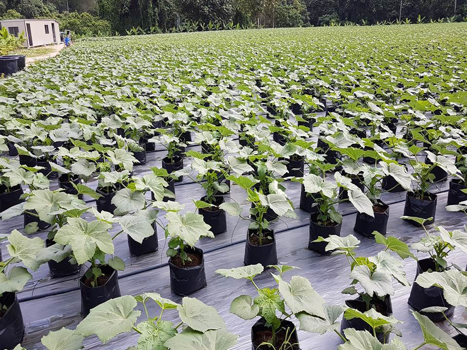 ผู้ให้บริการโซลูชั่นสีเขียว ประเทศไทย - Sentinel Solution Co., Ltd.