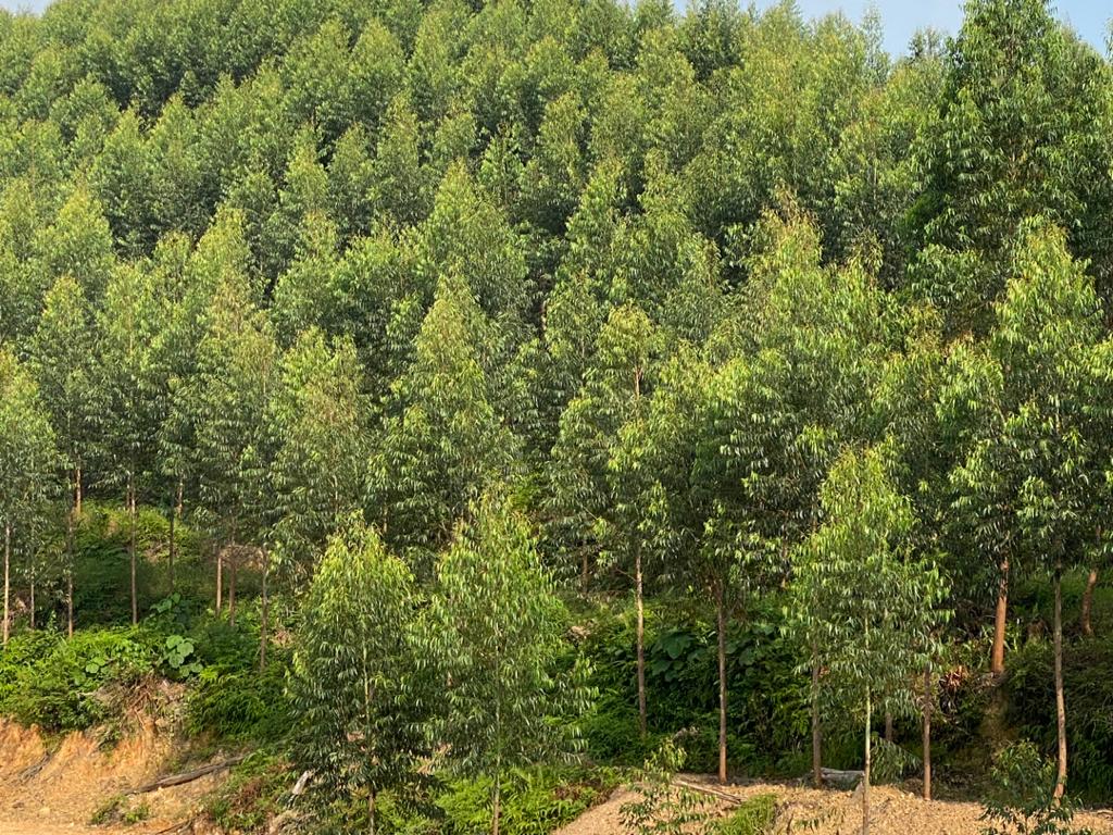 JDL International | Rubber Wood Supplier Malaysia