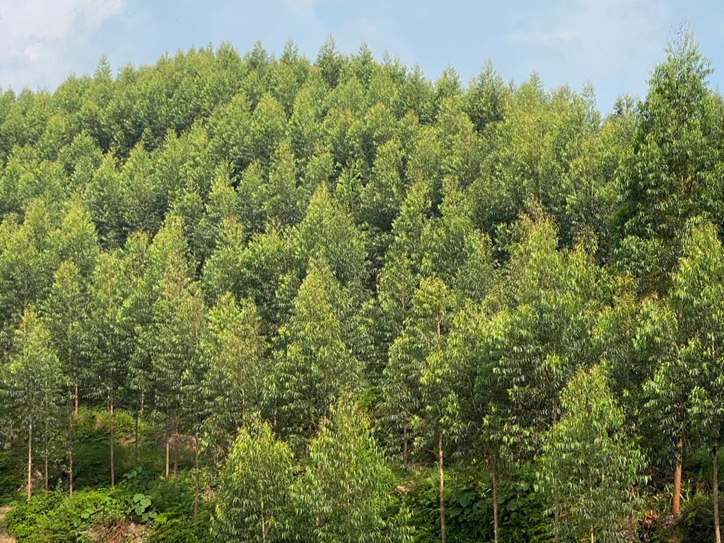JDL International | Rubber Wood Supplier Malaysia