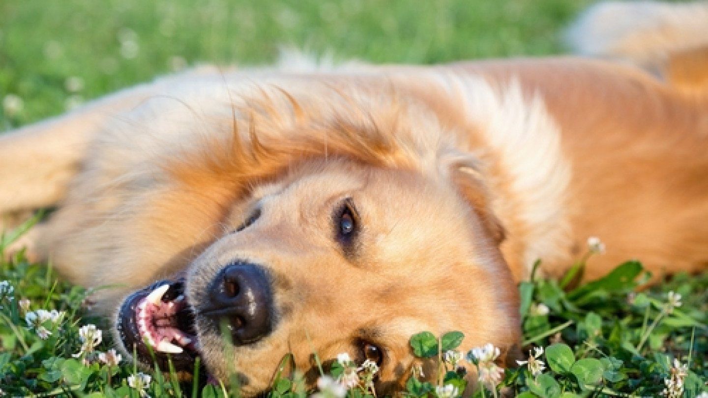 dog laying on the grass