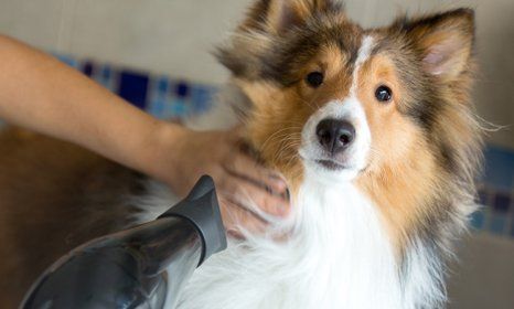 Your pet is the centre of our attention