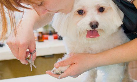 nail clipping