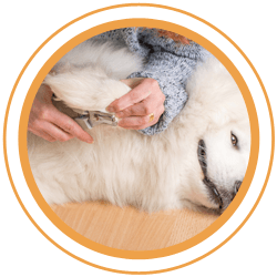 dog groomers