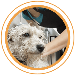 dog groomers
