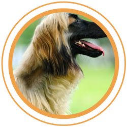 dog groomers