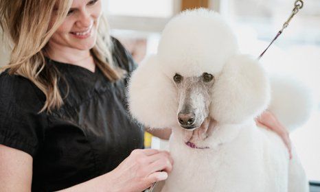 pampered pet service