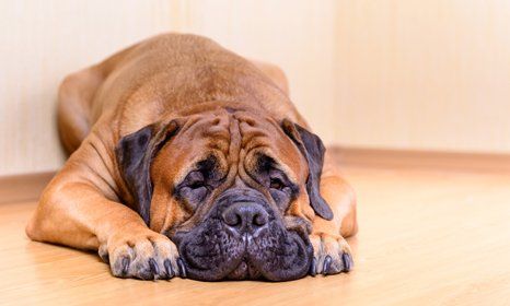 making your dogs comfortable