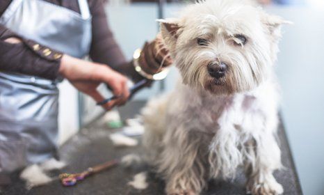 Recognising and treating nervous dogs
