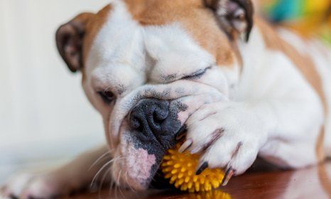 treating nervous dogs