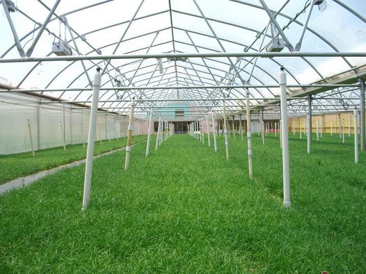 plant nursery
