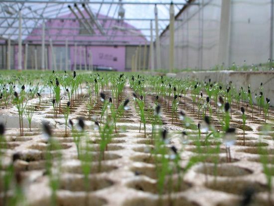 growing plants in nursery