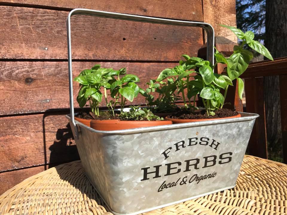 fresh potted herbs