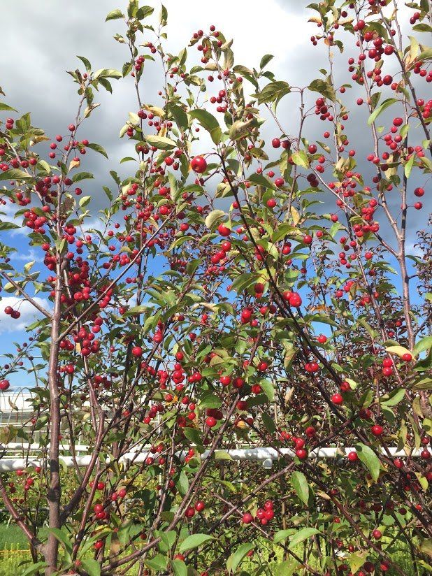 Native Shrubs