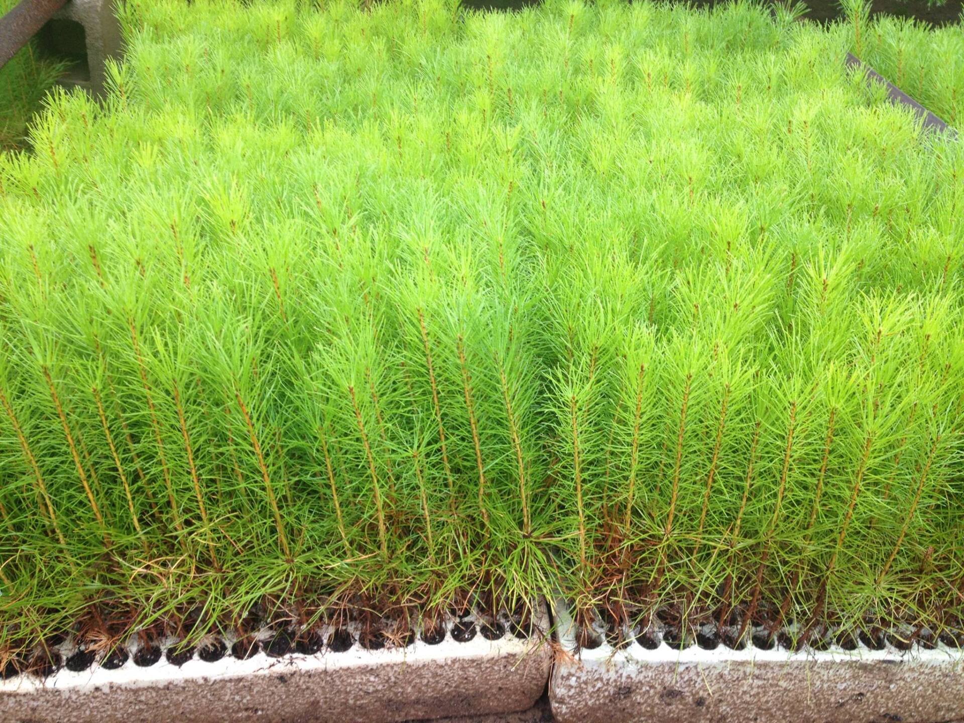 plant nursery