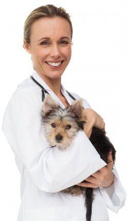 Veterinarian Holding a Puppy - Animal Therapy in Paxton, IL Veterinarian Holding a Puppy - Animal Therapy in Paxton, IL
