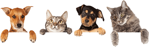 Cats and Dogs - Vets in Paxton, IL Cats and Dogs - Vets in Paxton, IL