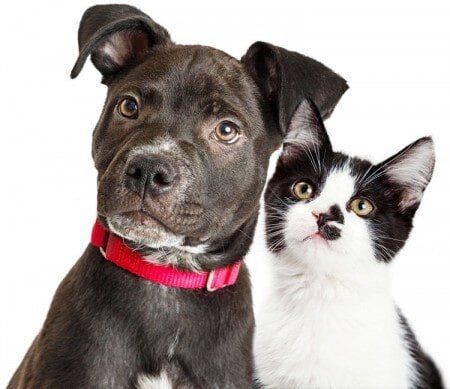 Puppy and Kitten Closeup - Veterinary in Paxton, IL