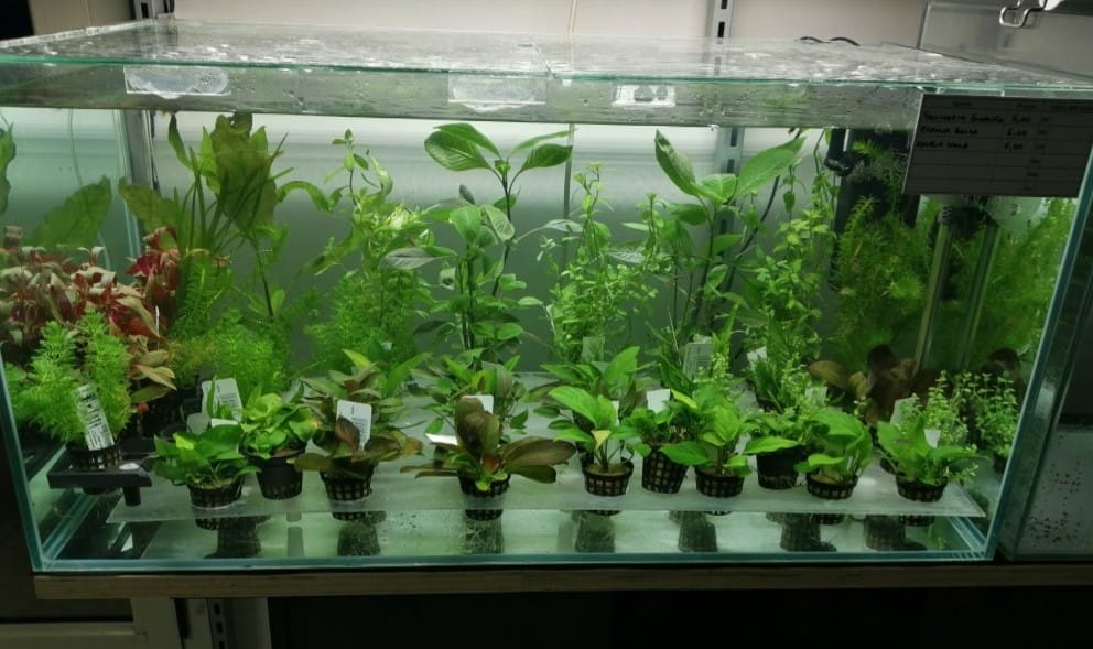 piante per l'acquario