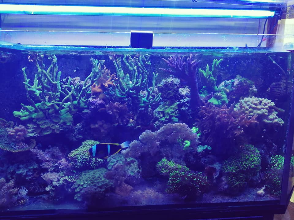 acquario