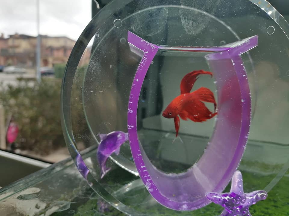 pesce