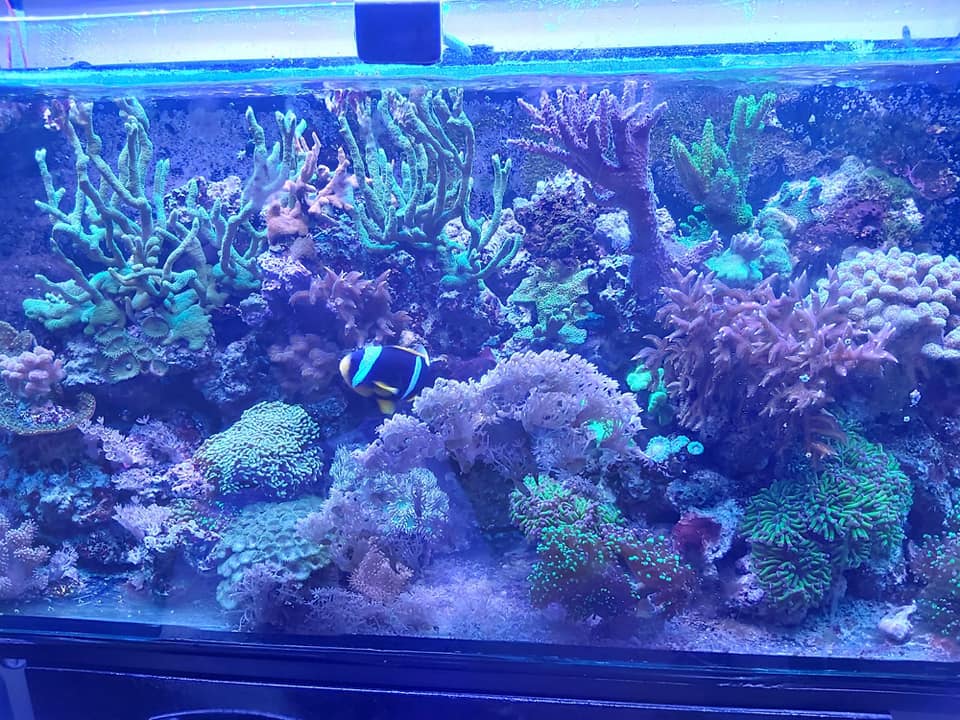 acquario di acqua salata