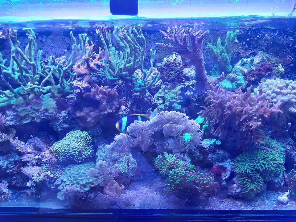 acquario con pesci di acqua salata
