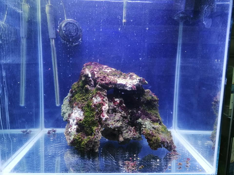 roccia per l'acquario