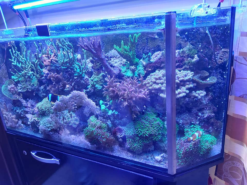 vasca per acquario