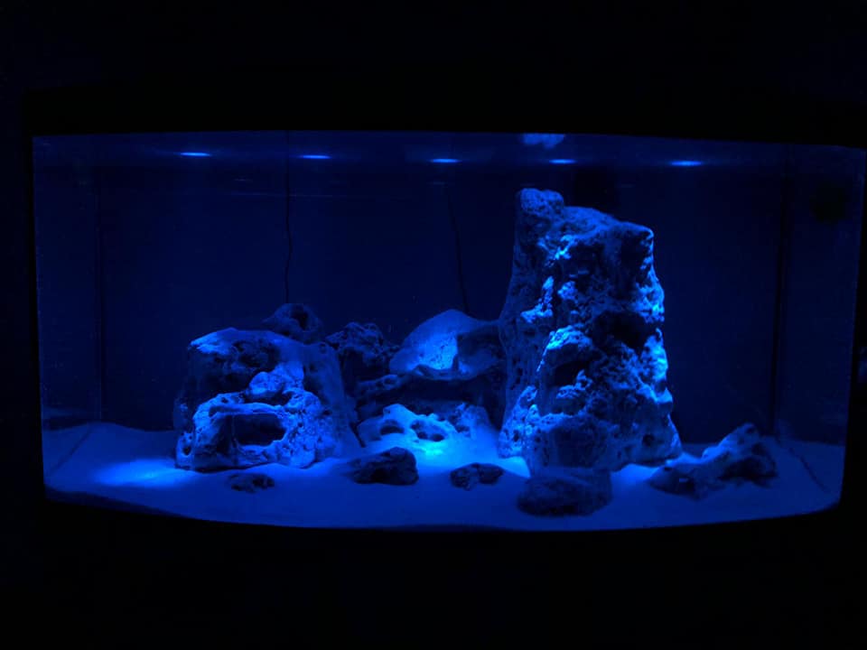 acquario illuminato con neon blu