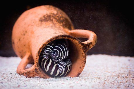 accessorio per decorare l'acquario