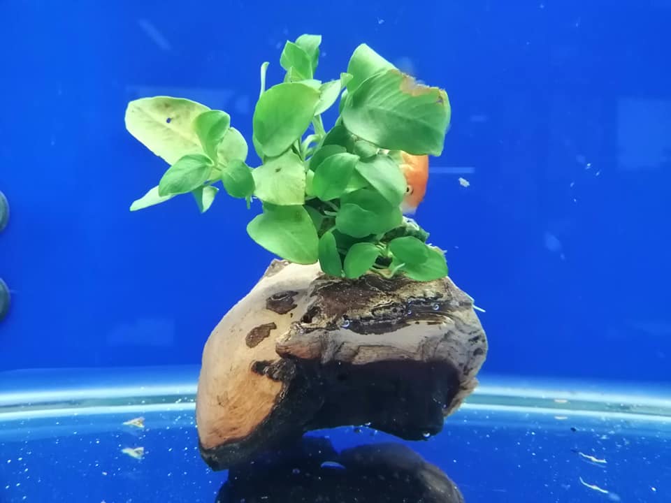 accessorio per la decorazione di acquari di acqua dolce