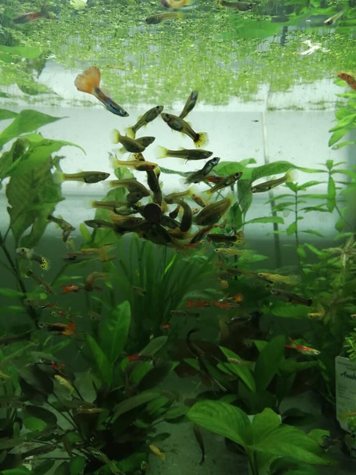 acquario con piante e pesci di acqua dolce