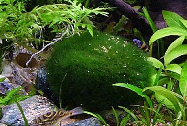 piante per la decorazione di acquari di acqua dolce