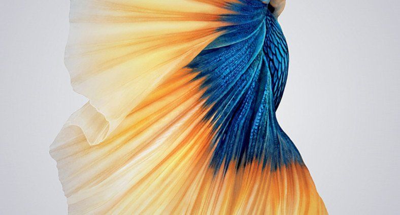 particolare pesce di acqua dolce